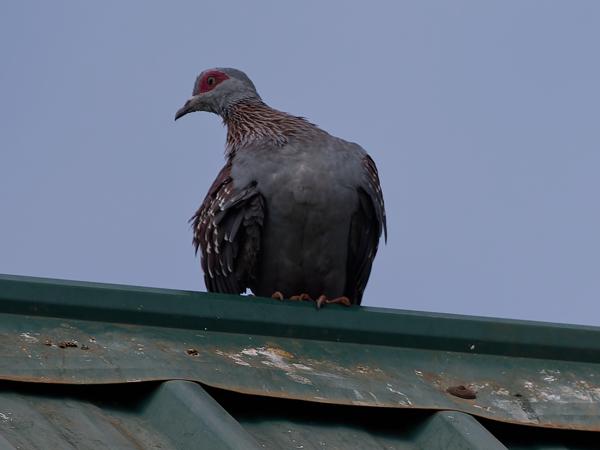 <h3><a href="/trips/tanzania/biota/animalia/chordata/aves/026 columbiformes/001 columbidae/columba guinea/columba guinea-nl.html">Columba&nbsp;guinea</a> / Speckled&nbsp;pigeon / Gespikkelde&nbsp;duif</h3>OM-1 Mark II met OLYMPUS M.150-400mm F4.5, 1/2000 sec  bij F4.5, ISO 200, afstand 31.2&nbsp;m